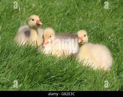 Trois cute & fluffy oisons bébé (Anser anser domesticus) dans un pré Banque D'Images