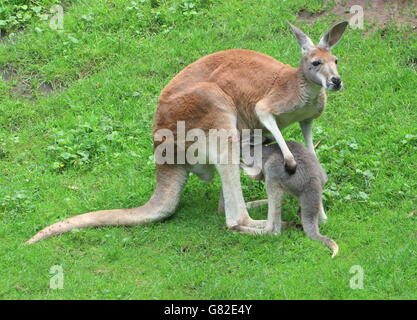 Australian Red femelle kangourou (Macropus rufus) avec son joey sur le point d'entrer dans sa pochette Banque D'Images