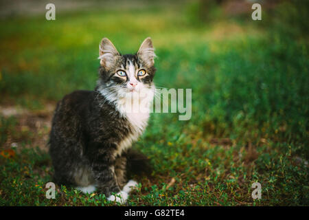 Cute Funny Chat gris chaton jouer dans l'herbe. L'été Banque D'Images