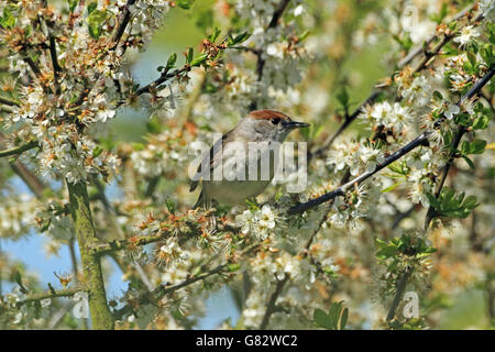 Blackcap (Sylvia atricapilla) - femmes entre prunellier blossom Banque D'Images