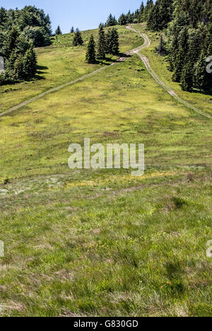 Hala Rycerzowa mountain meadow en Beskid Zywiecki montagnes en Pologne Banque D'Images