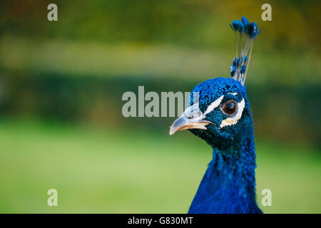 Close Up of Indian ou paons paons bleu - Pavo cristatus, extérieur Banque D'Images
