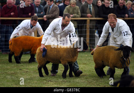 Moutons Suffolk lors du 175e Royal Highland Show à Ingleston à Édimbourg. Banque D'Images