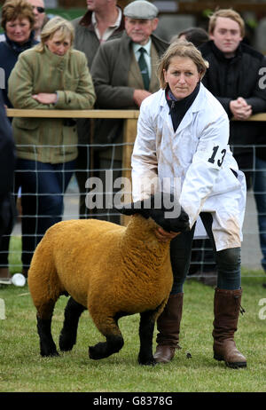 Un mouflon de Suffolk lors du 175e Royal Highland Show à Ingleston à Édimbourg. Banque D'Images