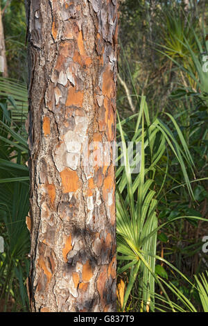 La Floride, le Parc National des Everglades, Pinelands Trail, (Pinus elliottii), forêt, tronc d'arbre, l'écorce Banque D'Images