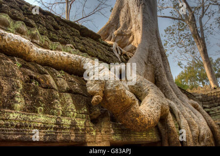 Angor Ta Prohm temple bouddhiste khmer ancien dans la jungle de la forêt. Célèbre monument, lieu de culte et des voyages touristiques populaires dest Banque D'Images