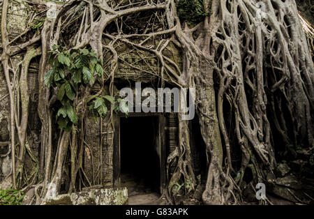 Angor Ta Prohm temple bouddhiste khmer ancien dans la jungle de la forêt. Célèbre monument, lieu de culte et des voyages touristiques populaires dest Banque D'Images