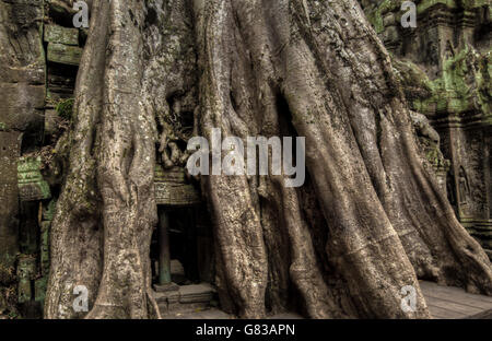 Angor Ta Prohm temple bouddhiste khmer ancien dans la jungle de la forêt. Célèbre monument, lieu de culte et des voyages touristiques populaires dest Banque D'Images