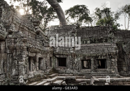 Angor Ta Prohm temple bouddhiste khmer ancien dans la jungle de la forêt. Célèbre monument, lieu de culte et des voyages touristiques populaires dest Banque D'Images