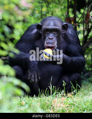 Un chimpanzé se rafraîchit avec une glace au zoo de Chester, tandis que la Grande-Bretagne vit son jour le plus chaud depuis neuf ans. Banque D'Images