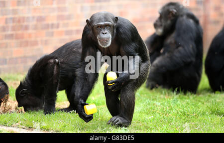 Un chimpanzé se rafraîchit avec une glace au zoo de Chester, tandis que la Grande-Bretagne vit son jour le plus chaud depuis neuf ans. Banque D'Images