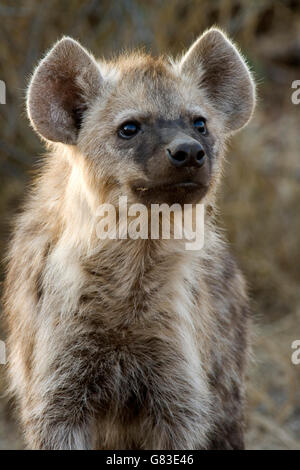 L'Hyène tachetée (Crocuta crocuta), Kruger National Park, Afrique du Sud Banque D'Images