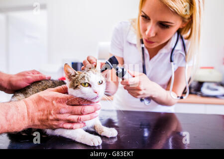 Chat pendant l'examen à l'otoscope ayant clinique vétérinaire. Banque D'Images