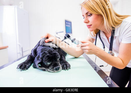 Au cours de l'examen de chien ayant un otoscope à clinique vétérinaire. Banque D'Images