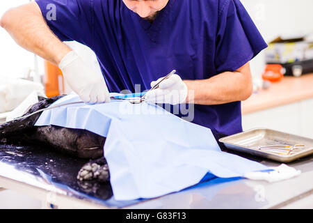 Un chien est exploité dans une clinique vétérinaire. Banque D'Images