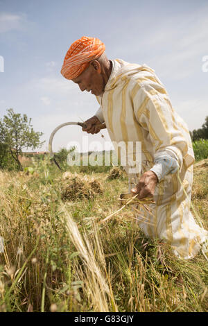 Un fermier moissonne le blé dans le périmètre en Douraine Chichaoua Prov., Maroc. Banque D'Images