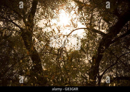 Les oliviers poussent dans une vallée luxuriante dans l'Ourika, Maroc. Banque D'Images