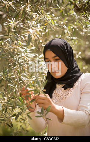 Un agriculteur inspecte une oliveraie à l'Ourika, Maroc. Banque D'Images