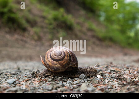 Passage de l'Escargot un chemin sur la Via degli Dei walking route près de Passo Futa, Toscane, Italie Banque D'Images