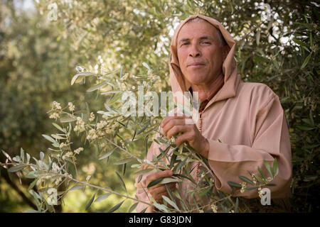 Petit agriculteur M'hand s'Bouchbab dans son arbre d'olive grove à l'extérieur Ben Khili, Maroc. Banque D'Images