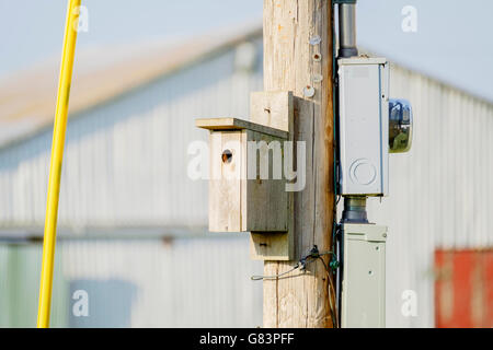 Un Merlebleu de l'Est Chambre fixé sur un poteau à une ferme de l'Oklahoma, USA. Banque D'Images