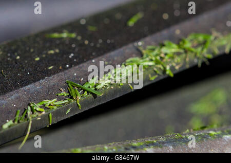 La photo macro-objectif gros plan montre les boutures d'herbe sur une lame de tondeuse au cours du quatrième jour des championnats de Wimbledon au All England Lawn tennis and Croquet Club, Wimbledon. Banque D'Images