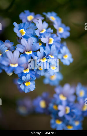 Fleurs jaune bleu Nemesia avec middles. Une plante annuelle avec des masses de fleurs en été. Banque D'Images