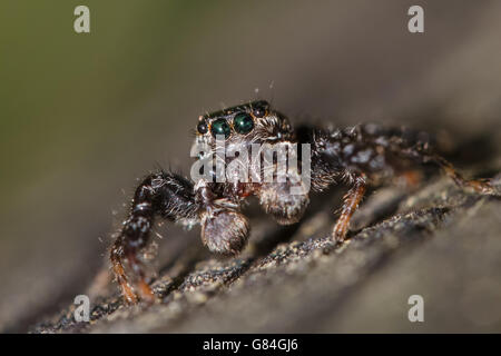 Fencepost thomisidae - Marpissa muscosa - close-up (mâle). Banque D'Images