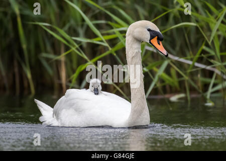 Des profils Swan (Cygnus olor) cygnet bébé unique porte transportant à bord Banque D'Images