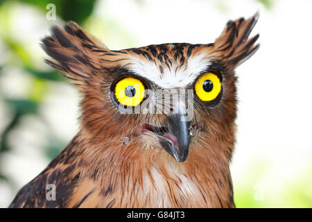 Portrait d'un hibou, Indonésie Banque D'Images