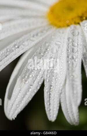 Close-up de daisy avec la rosée du matin Banque D'Images