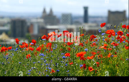 Des milliers de fleurs sauvages ont été plantées dans « Wild Streets » pour commémorer la démolition de l'une des zones de classe ouvrière les plus densément peuplées de Grande-Bretagne, Everton Park, Liverpool, alors que la campagne Grow Wild rassemble des personnes et des communautés pour semer, cultiver et soutenir les fleurs indigènes du Royaume-Uni. Banque D'Images