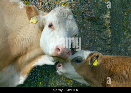 Veau vache avec démangeaison et regardant sur dans les prés au Claj Norfolk Marais pâturage Banque D'Images