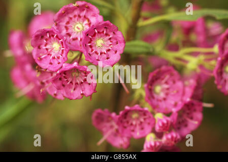 Un close-up de Kalmia angustifolia Rubra Banque D'Images
