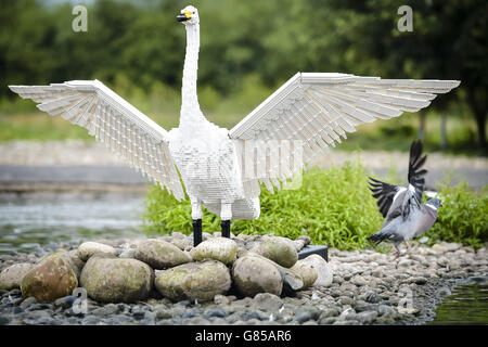 Les pigeons se nourrissent d'une sculpture lego lifesize d'un cygne de Bewick à Wildfowl and Wetlands Trust Slimbridge, Gloucestershire, où 10 animaux en briques LEGO sont exposés au cours de l'été. Banque D'Images