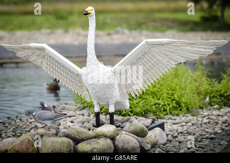 Les pigeons se nourrissent d'une sculpture lego lifesize d'un cygne de Bewick à Wildfowl and Wetlands Trust Slimbridge, Gloucestershire, où 10 animaux en briques LEGO sont exposés au cours de l'été. Banque D'Images