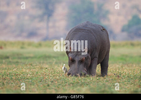 Hippopotame mange de l'herbe au Botswana avec Egret et Ox peckers. Banque D'Images