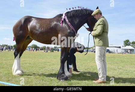 Juger un Shire Horse au spectacle Essex Heavy Horse au champ de foire d'Orsett, Essex. APPUYEZ SUR ASSOCIATION photo. Date de la photo: Dimanche 2 août 2015. Le crédit photo devrait se lire comme suit : Ian West/PA Wire Banque D'Images