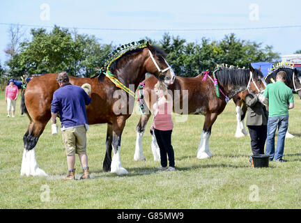 Essex Heavy Horse Show - London Banque D'Images