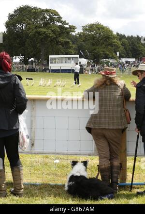 Les gens regardent une démonstration de chiens de berger pendant le salon de jeux CLA (Country Landowerss' Association) à Harewood House, près de Leeds, West Yorkshire. Banque D'Images