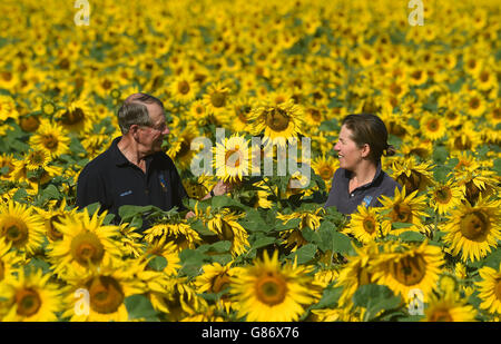 Nicholas Watts et sa fille Lucy dans l'un de leurs champs de tournesols à la ferme de Vine House à Tallington, Lincolnshire. 12/8/2015 Banque D'Images