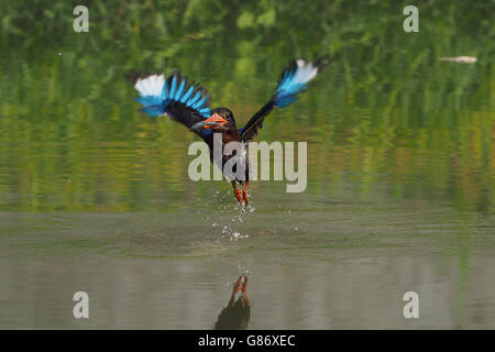 Kingfisher bird la capture de poissons dans la rivière, l'Indonésie, Jember Banque D'Images