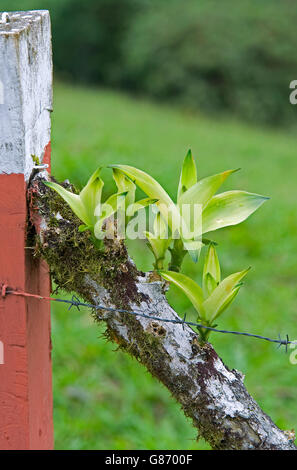 De plus en plus d'orchidées sur rail fence Banque D'Images