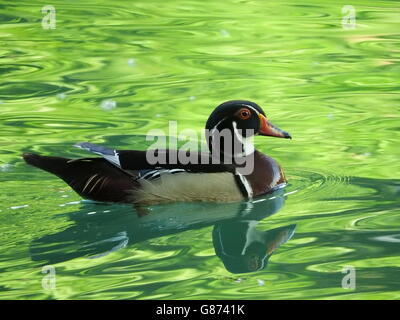 Un canard en bois, ou de canard, Caroline (Aix sponsa) nage dans un lac, et son image se reflète dans l'eau. Banque D'Images