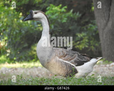 Un cygne (Anser cygnoides), chinois ou d'oie, est en profil dans un patch d'herbe. Banque D'Images