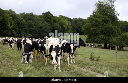 Les vaches se broutent dans un champ avant d'être mouilées à Home Farm près de Sevenoaks. Banque D'Images