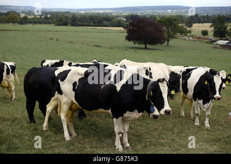 Les vaches se broutent dans un champ avant d'être mouilées à Home Farm près de Sevenoaks. Banque D'Images