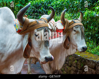 Ox costaricien du remorquage d'un café traditionnel panier Banque D'Images