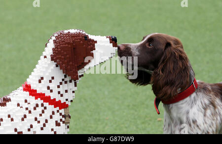 Sprocker Spaniel Sully regarde le double LEGO exact de lui-même qui a été créé après avoir été nommé le meilleur animal de compagnie du Royaume-Uni au LEGOLAND Windsor Resort. Banque D'Images