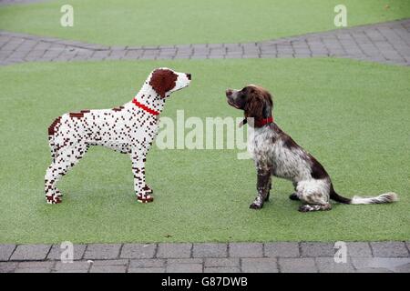 Sprocker Spaniel Sully regarde le double LEGO exact de lui-même qui a été créé après avoir été nommé le meilleur animal de compagnie du Royaume-Uni au LEGOLAND Windsor Resort. Banque D'Images